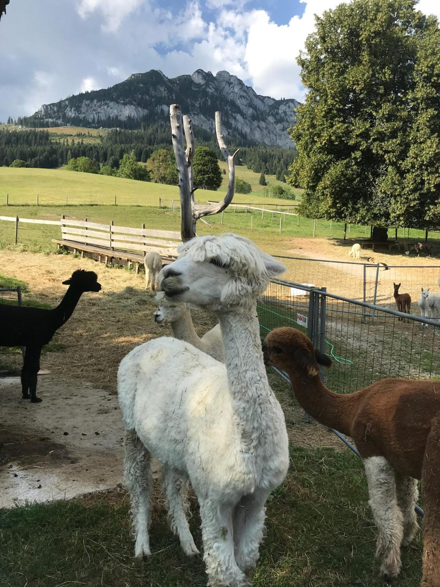 Vila Haus Grimmingblick Zlem Exteriér fotografie